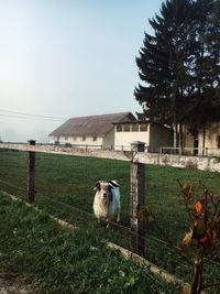 Sheep in a field