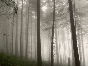 View of trees in forest