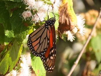 Close-up of butterfly pollinating on flower