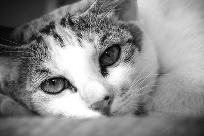 Close-up portrait of a cat