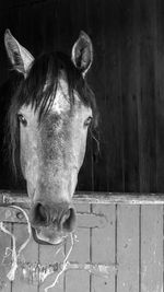 Close-up of horse in stable