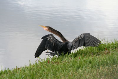 Bird on grass by lake