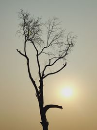 Low angle view of bare tree against sky during sunset