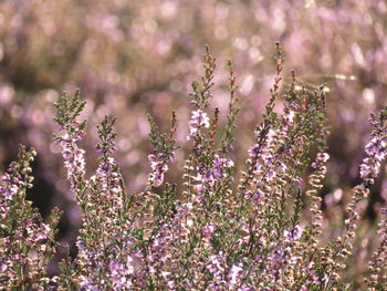 Close-up of pink flowering plants on field