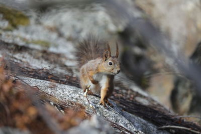 Close-up of squirrel