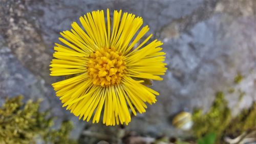 Close-up of yellow flower