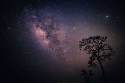 Low angle view of tree against sky at night