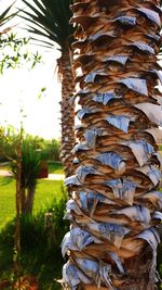 Trees growing in forest