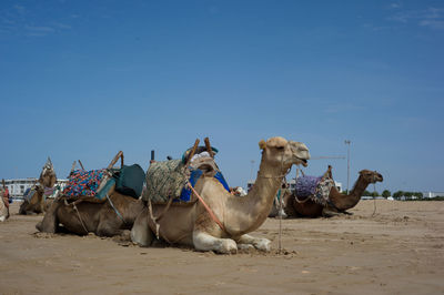 Flock of sheep on sand