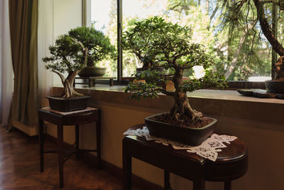 Potted plants on table by window