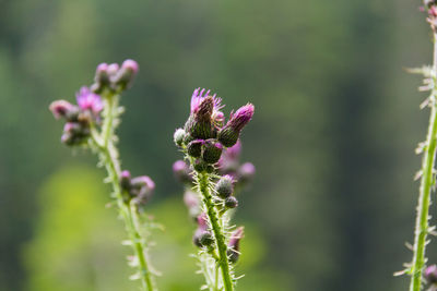 Close-up of pink flowering plant