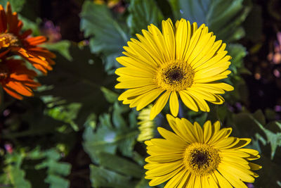 Close-up of yellow flowering plant