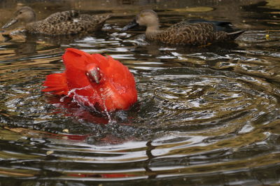 High angle view of duck in lake