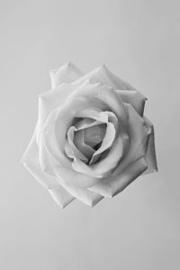 Close-up of rose over white background