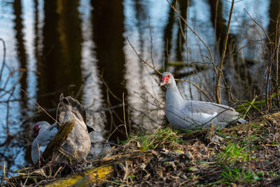 Birds perching on a wood