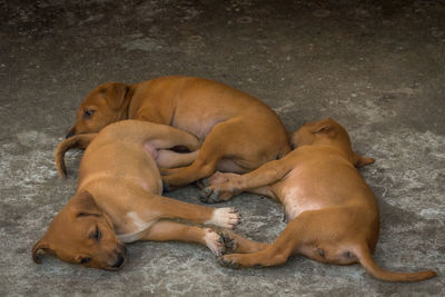 Two dogs sleeping