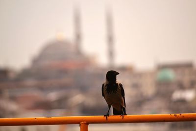 Bird perching on railing