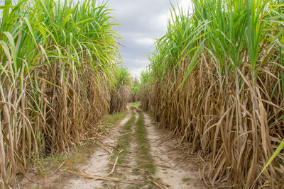 Sugar cane field with blue sky