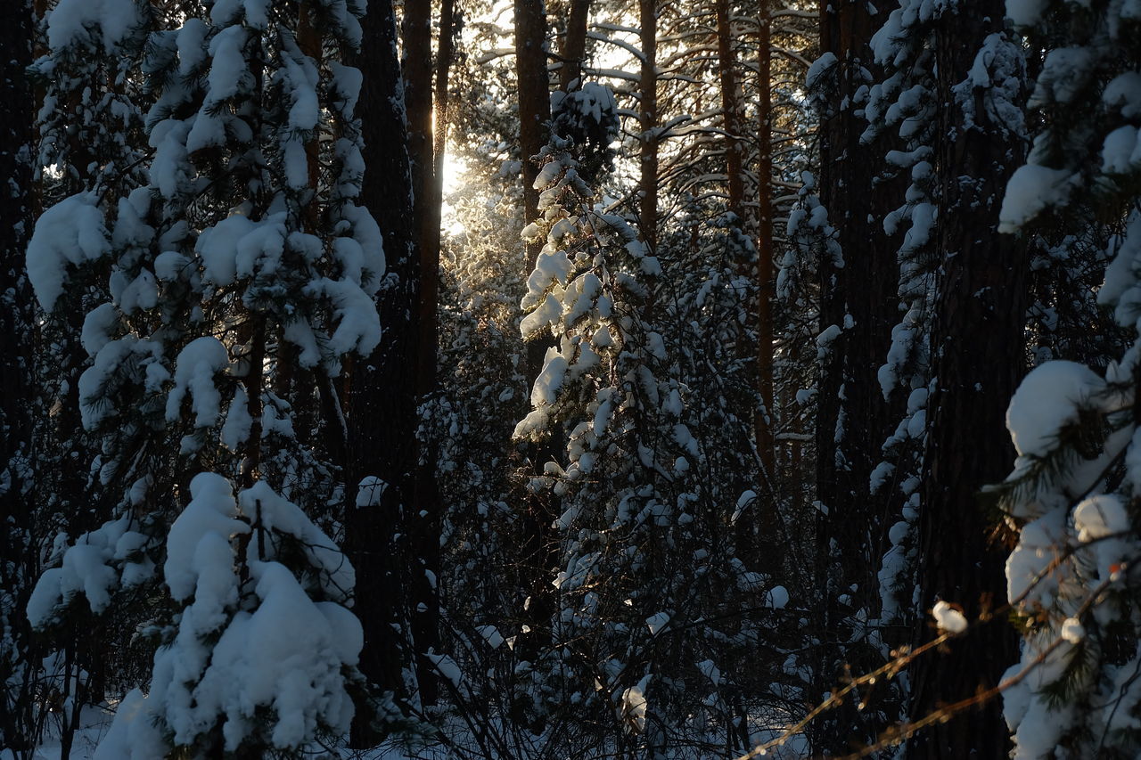 SNOW COVERED PINE TREE IN FOREST