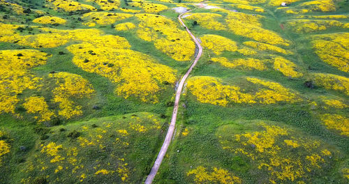 High angle view of country road