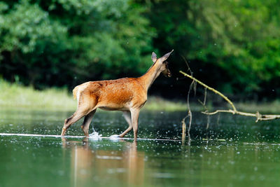 Deer wading in the sidebranch of the drava river