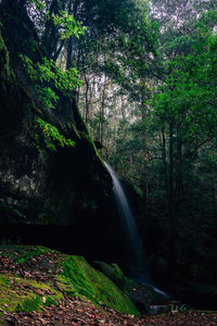 Scenic view of waterfall in forest