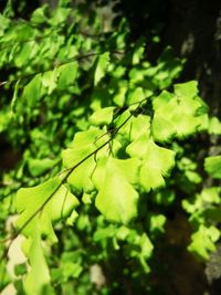 Close-up of plant