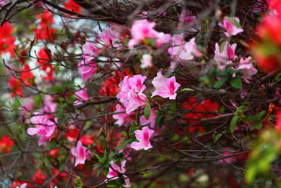 Close-up of pink flowering plant