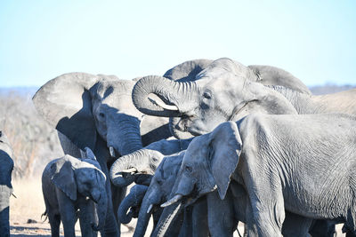 View of elephant on land against sky