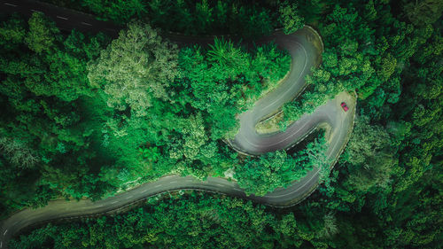 High angle view of a turtle in forest