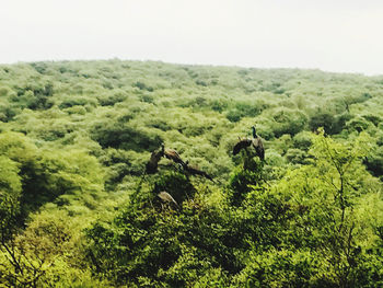 Scenic view of forest against sky