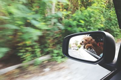 Reflection of dog on side-view mirror