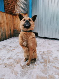 Portrait of dog sitting on snow covered entrance