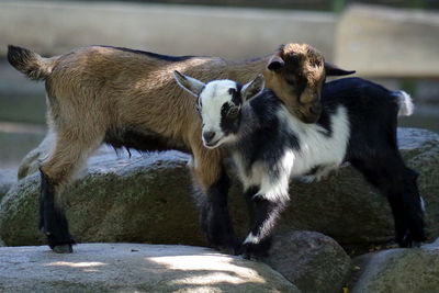 Kid goats on rock