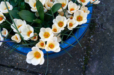 High angle view of white crocus flowers