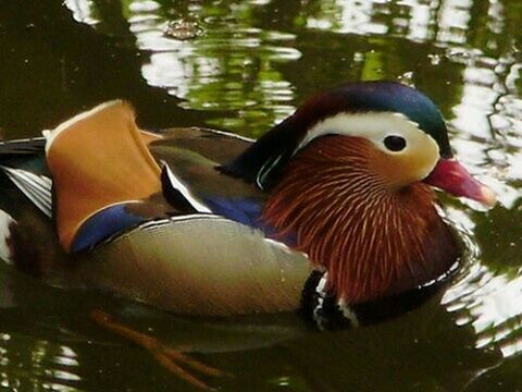 animal themes, bird, animals in the wild, wildlife, swimming, water, one animal, lake, beak, duck, waterfront, close-up, reflection, nature, water bird, two animals, zoology, pond, outdoors, side view