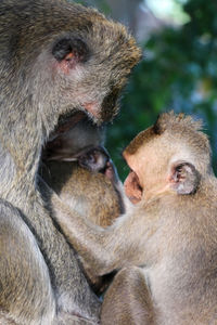 Close-up of monkey