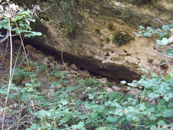 Close-up of plants growing in forest