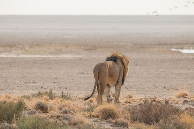View of horse on land