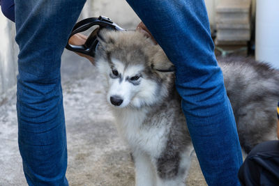 Midsection of man with dog