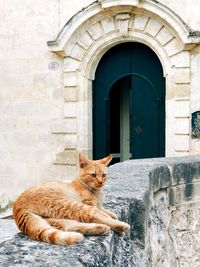 Cat in a building