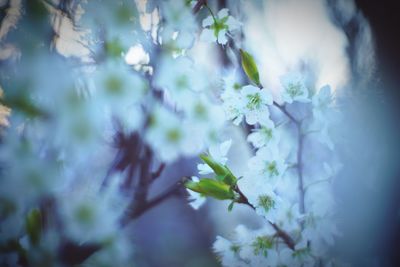 Close-up of flowers growing on tree