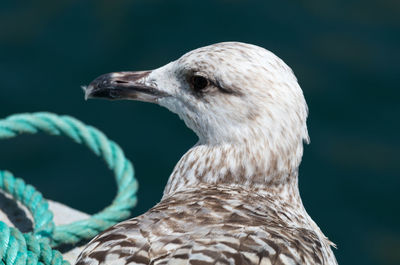 Close-up of seagull looking away outdoors