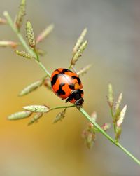 Close-up of ladybug on flower