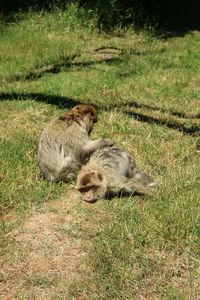 High angle view of cats on field