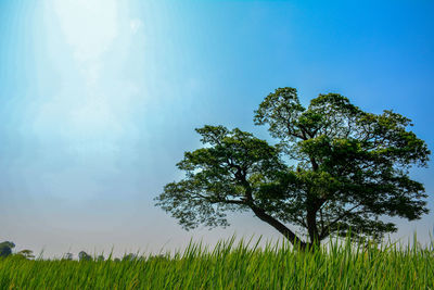 Trees on field against sky