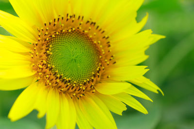 Macro shot of sunflower