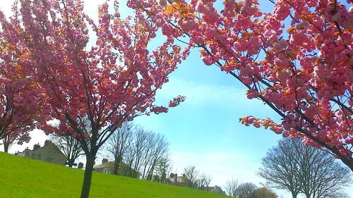 Low angle view of trees on field