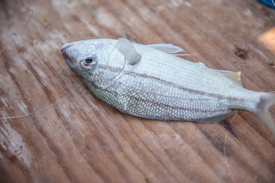 High angle view of fish on table at market