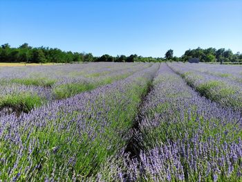 Scenic view of lavender field against sky